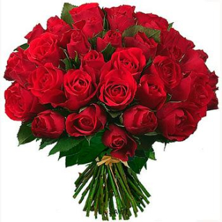 Červené ruže 17 - Red roses 17
